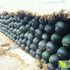 河南新野姚书功黑皮大冬瓜超级便宜