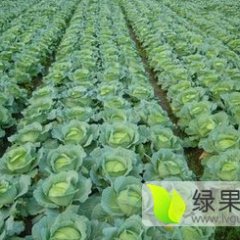 河北蔚县中甘21甘蓝何去何从