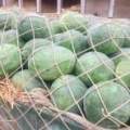 河南太康龙卷风西瓜品质优良