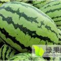 河南太康千亩西瓜个头大、含糖量高