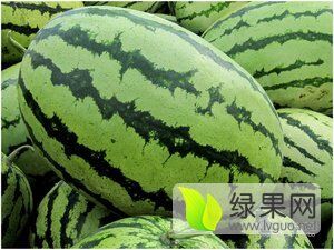 2016年河南太康春光62价格