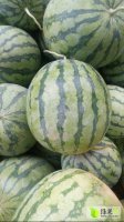 太康城南杜殿军7月花皮无籽西瓜
