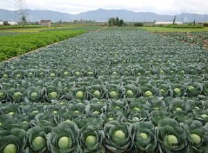 寿阳甘蓝是名优特产,平头辛桂巧诚信合作