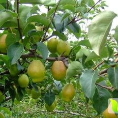 2016大荔梨现在订货有惊喜