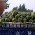 2016东明西瓜走过路过不要错过