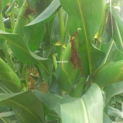 萧县玉米价格行情平稳,量大 ，质量好