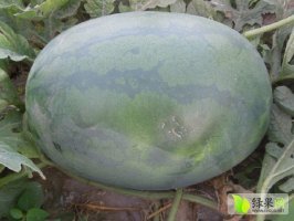 冠龙价格
