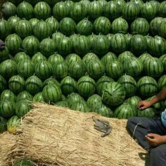 河南扶沟尚村岗百万亩西瓜大量上市
