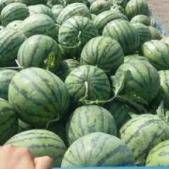 黑龙江北林京欣西瓜上货量大