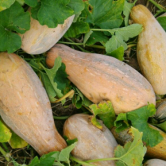 湖北嘉鱼金韩密本南瓜火热预售中