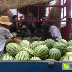 2017甘肃靖远硒砂瓜0.28元/斤！