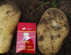 河北雄县本社种植千亩荷兰土豆