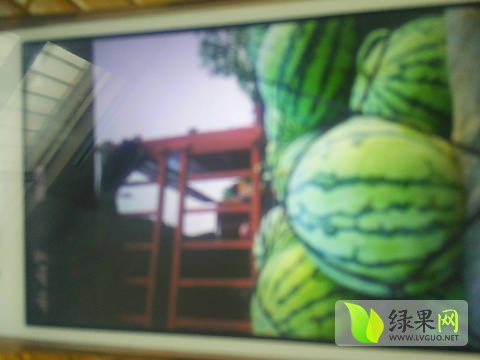 2016年河南扶沟8424西瓜价格