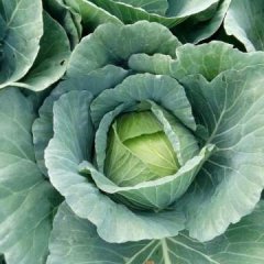 2016莘县甘蓝现在订货有惊喜