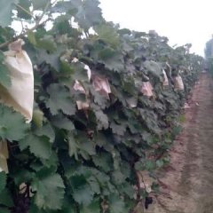 河北葡萄京亚品种大量供应