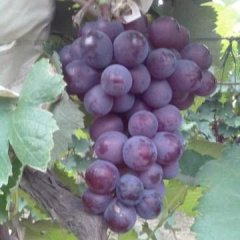 河北葡萄巨峰产地