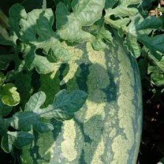 孟村成小虎诚信合作