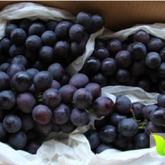 河南省西华县黄泛区农场夏黑葡萄、蓝宝葡萄