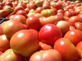 吉林宁江欧盾西红柿著名品种