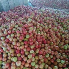 东昌府沙镇刘长江7月硬粉西红柿