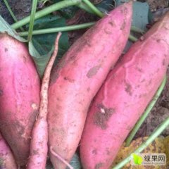 河北河间烟薯系列红薯名优产品