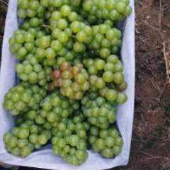 永年豆下李小帅7月8611青无核葡萄