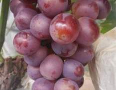 永年葡萄著名品种