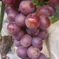 永年葡萄著名品种