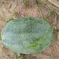 夏邑西瓜火爆招商中种植面积大
