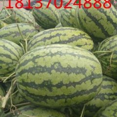 夏邑冠龙西瓜绿色无公害诚信代办批发代购西瓜