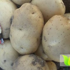 河北昌黎中薯系列土豆何去何从