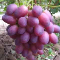 寒亭葡萄营养丰富