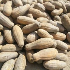 嘉鱼潘湾朱晓英7月密本南瓜