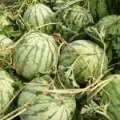 通许金花无籽西瓜0.25元。