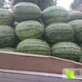 扶沟吕潭何明辉7月长花瓜春光62西瓜