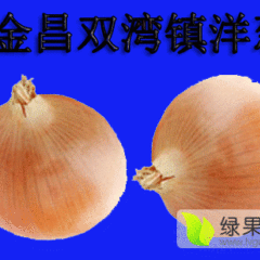 甘肃民勤黄皮洋葱个头大，颜色亮。