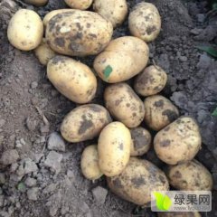 公主岭土豆长势旺盛怀德张立龙诚信合作