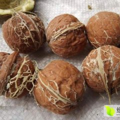 绛县核桃聚焦市场,无病虫害