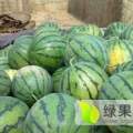 农安西瓜价格适宜,新农张伟明诚信合作