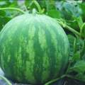 通许冯庄孟经理7月花皮无籽西瓜