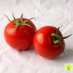 江苏丰县黑猫西红柿价格适宜