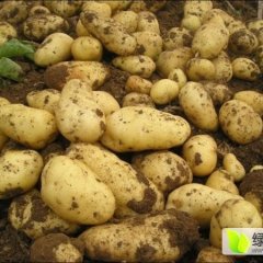 公主岭怀德李选良8月荷兰十五土豆