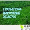 商机稍纵即逝，扶沟西瓜价格一降到底！