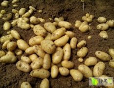 吉林公主岭荷兰十五土豆营养丰富