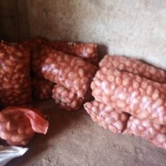 云南泸西合作88土豆假一赔十