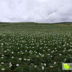 云南玉龙丽薯6号优质种薯名扬天下