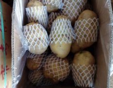 平度土豆成色好！个头大！形状好！
