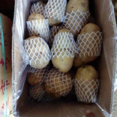 平度土豆成色好！个头大！形状好！