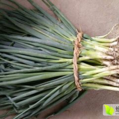 山东郯城小葱大葱著名品种