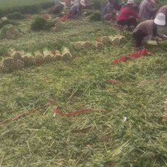 禹城芹菜随行就市，有专业的收割，装车团队